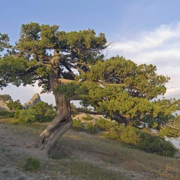 wacholderbaum