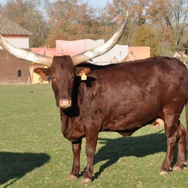 zebu horn
